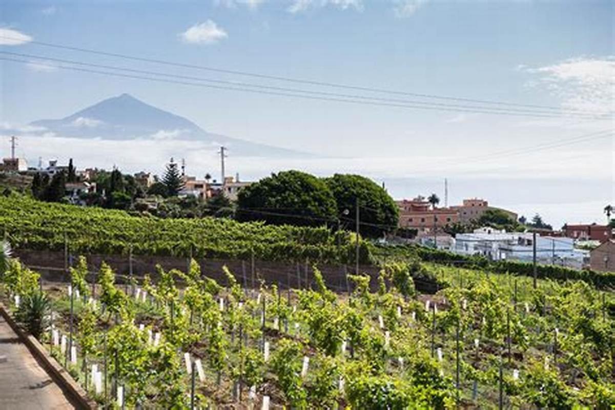 Finca Rural House Tenerife Relax And Enjoy Santa Úrsula Eksteriør billede