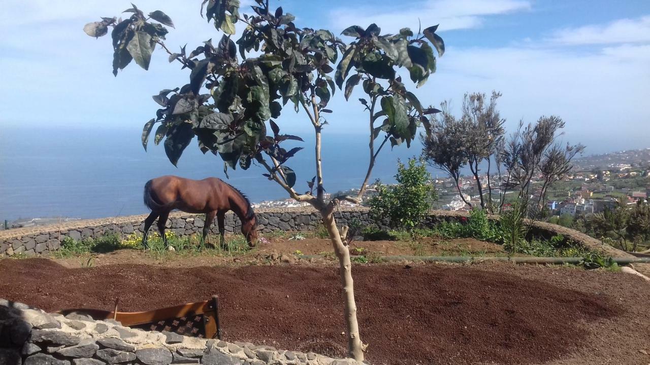 Finca Rural House Tenerife Relax And Enjoy Santa Úrsula Eksteriør billede